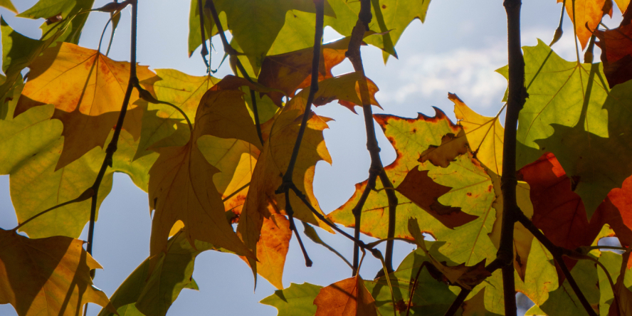 Feuilles de Platane